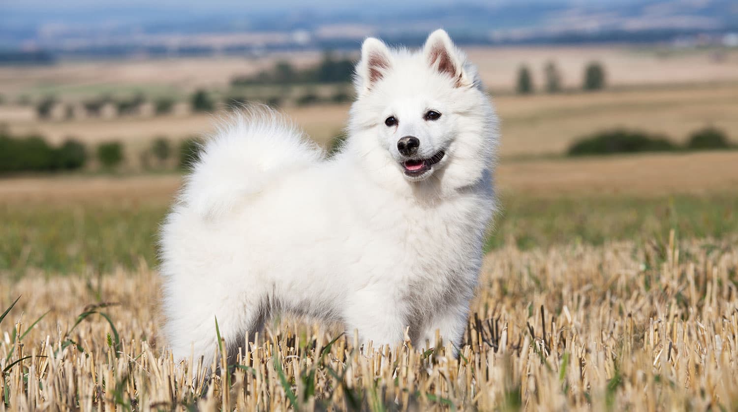 Натуральное питание для вашей собаки